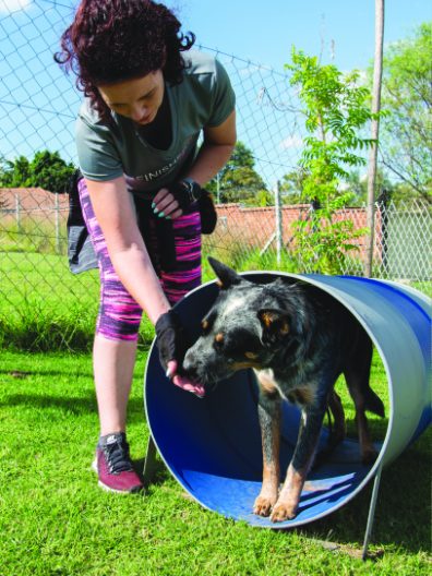 K9 Classroom Traing Academy - Agility Training
