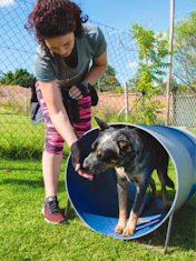K9 Classroom Traing Academy - Agility Training