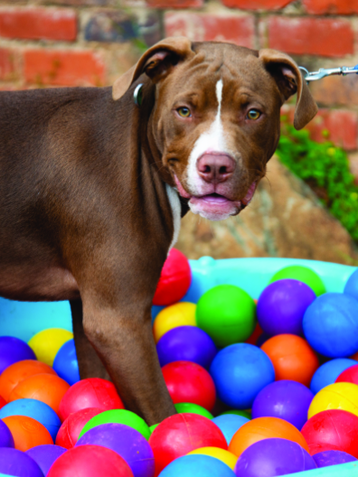 K9 Classroom Traing Academy - Puppy Training