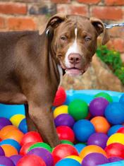 K9 Classroom Traing Academy - Puppy Training